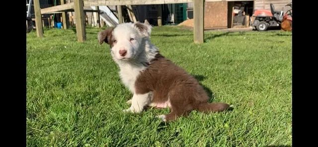 Cachorro Border Collie macho e femea, com garantia genetica vitalicia. -  Cachorros e acessórios - Munhoz Júnior, Osasco 1261817580