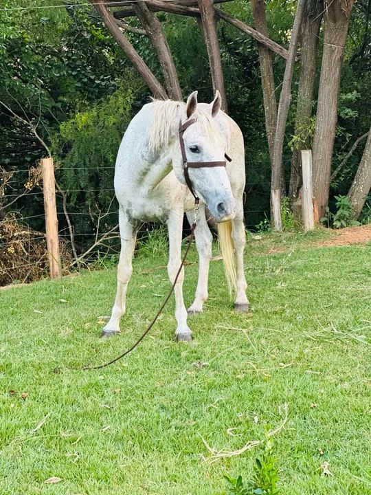 Cavalo Manga larga marchador  - Foto 2