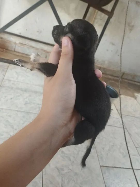 Estou doando cachorrinhos - Foto 5