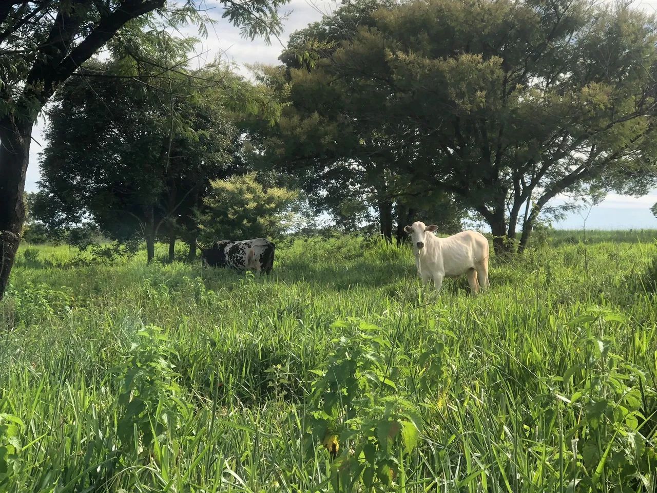 Chacara em santa barbara go - Foto 10