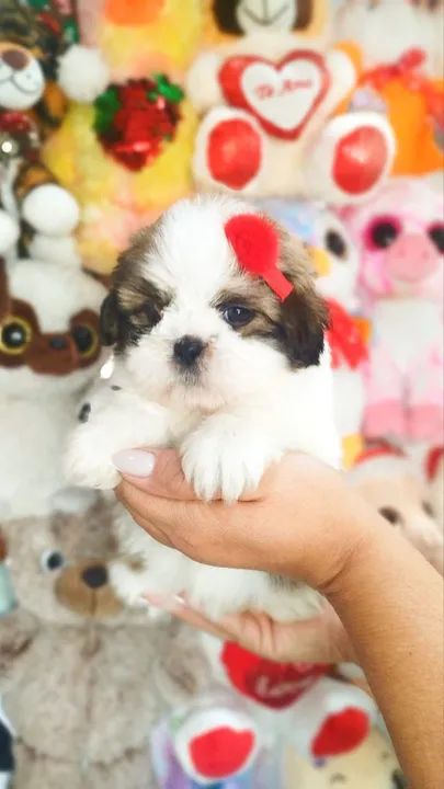 Shihtzu com garantias 