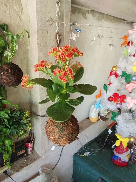 Planta Kalanchoe na Kokedama  - Foto 4