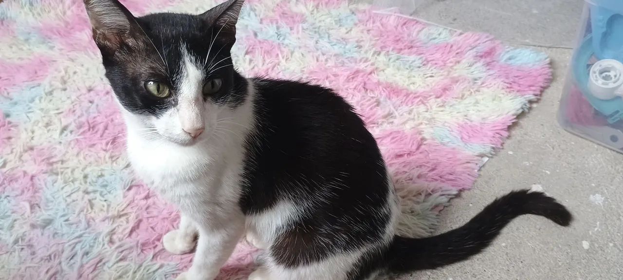 Doa-se gatos um macho uma fêmea  - Foto 3