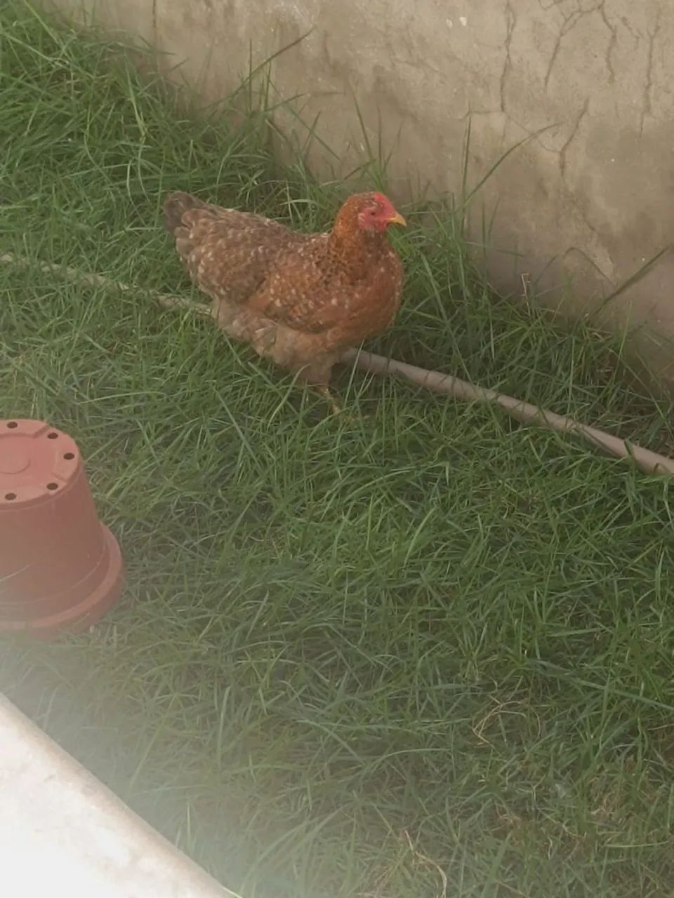 Franguinhas garnisé 