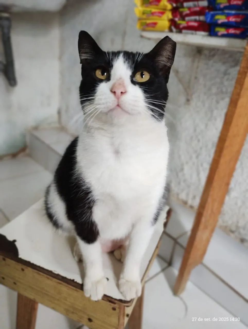 Gata Frajola Castrada Para Adoção Responsável  - Foto 2