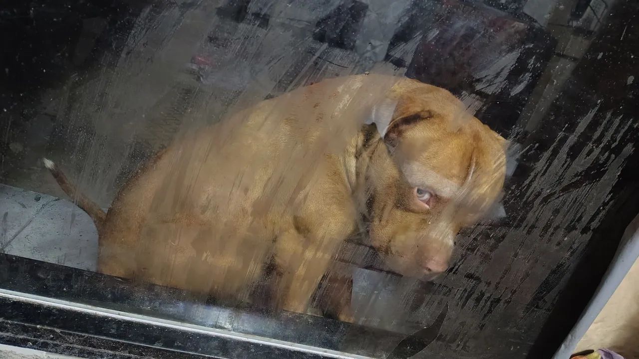 Pitbull Adulto - Amigável e Brincalhão - Foto 4
