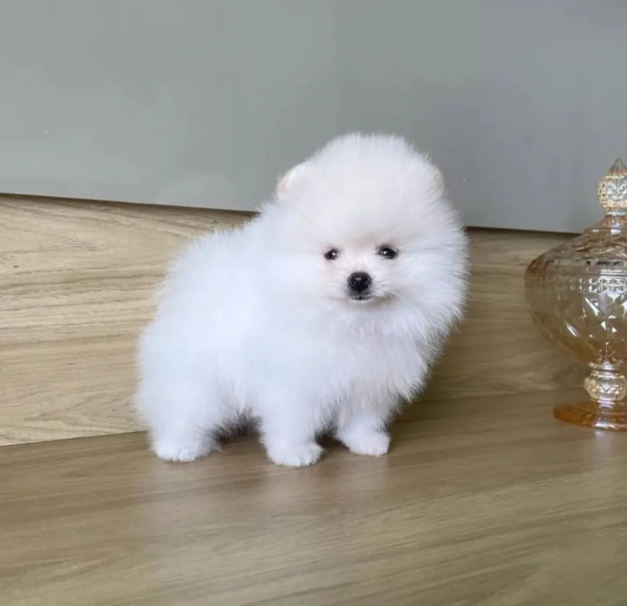 Lulu da Pomerânia Os Anões Mais Lindos da Olx