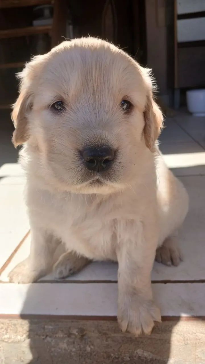 Filhotes de Golden Retriever 