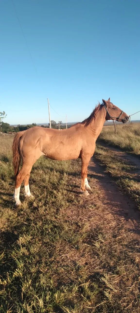 Égua marchadeira, aprox 16 anos, ligeira, mansa.