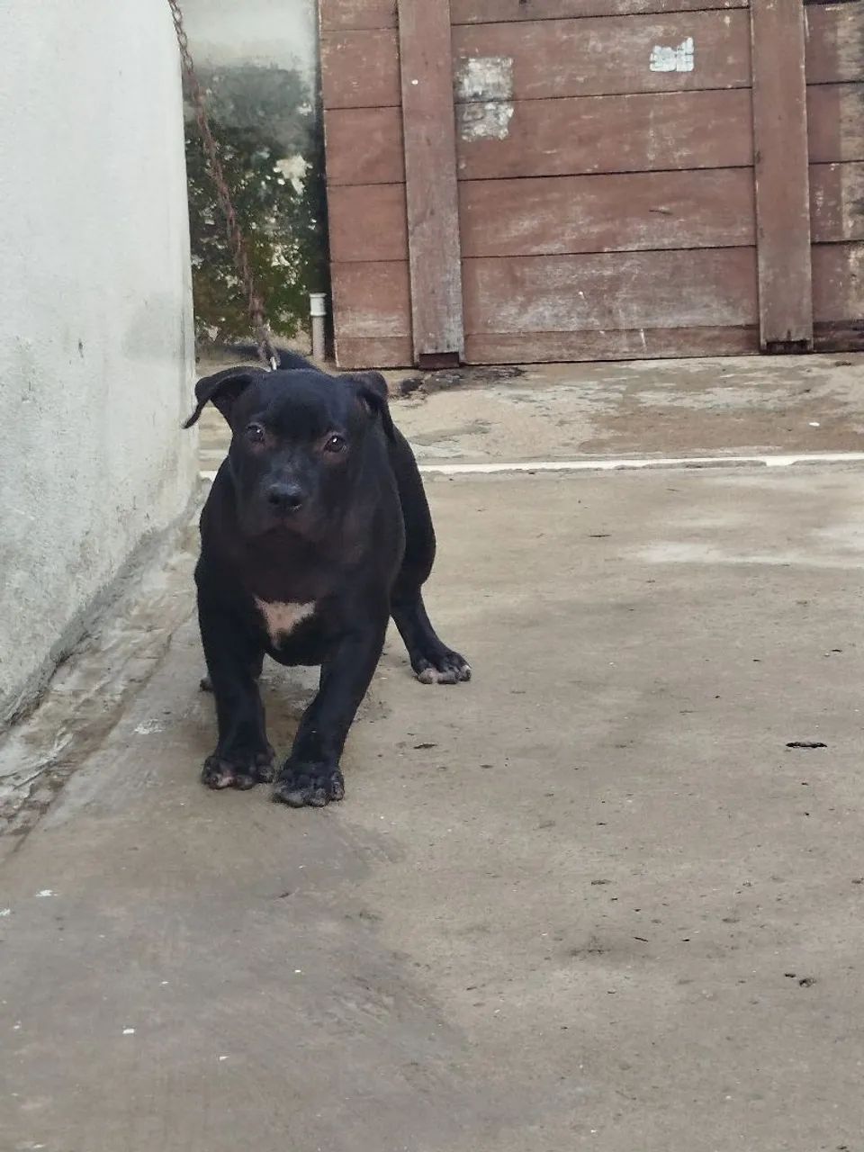 Filhote Pitbull