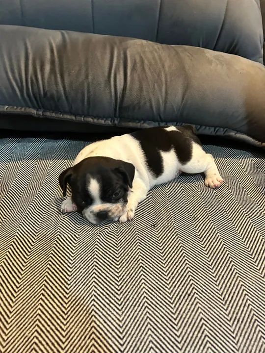 Filhote de Bulldog Francês