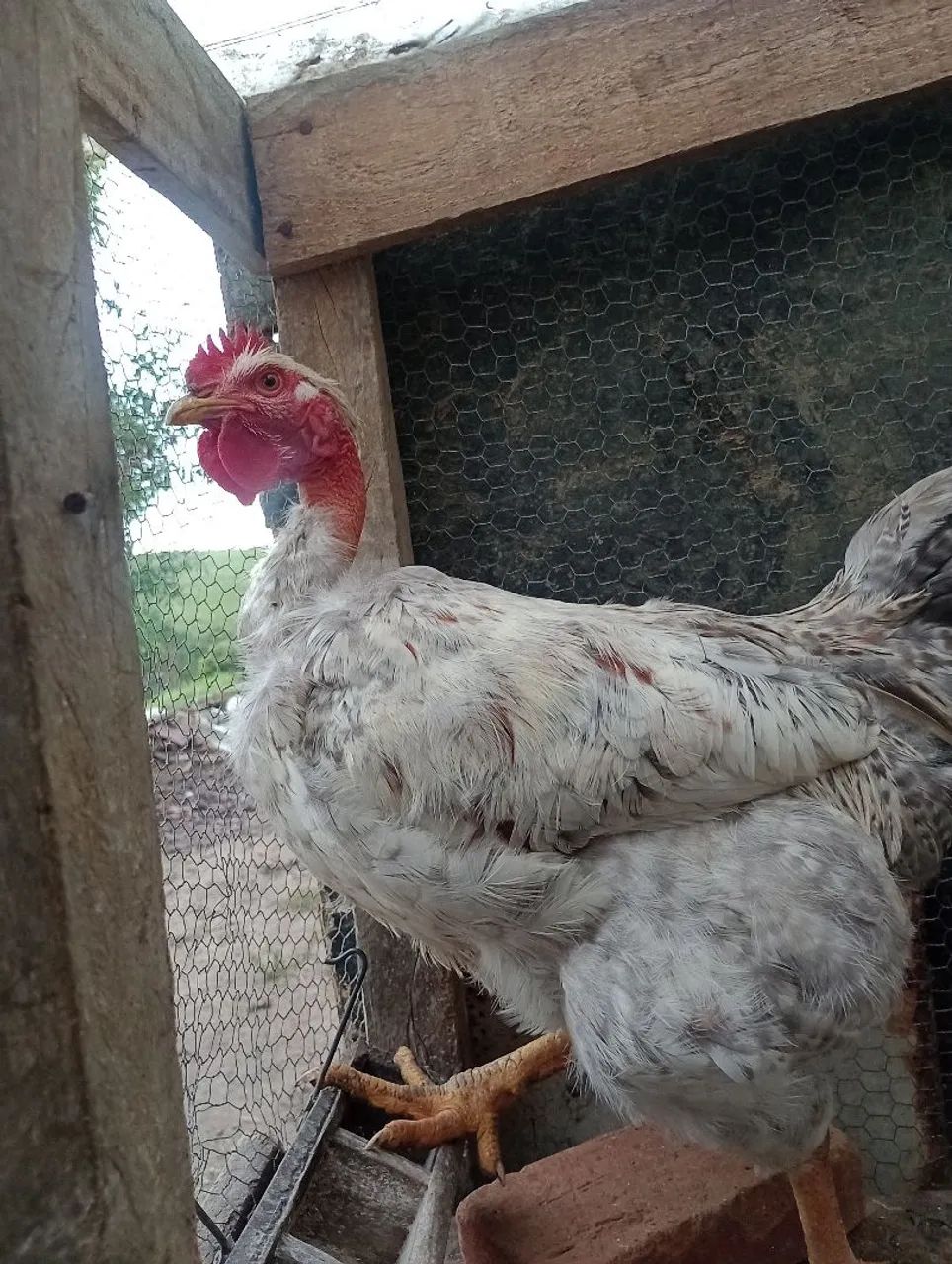 Frango pescoço pelado pedrês - Foto 5