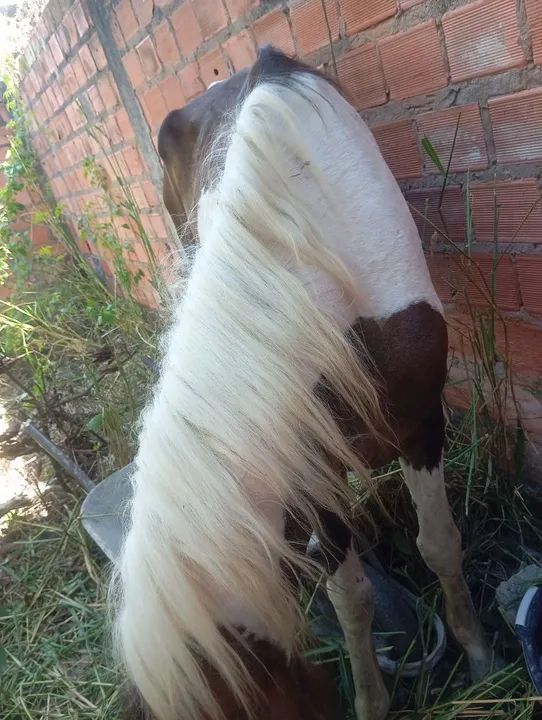 Cavalo misto de pampa  - Foto 2