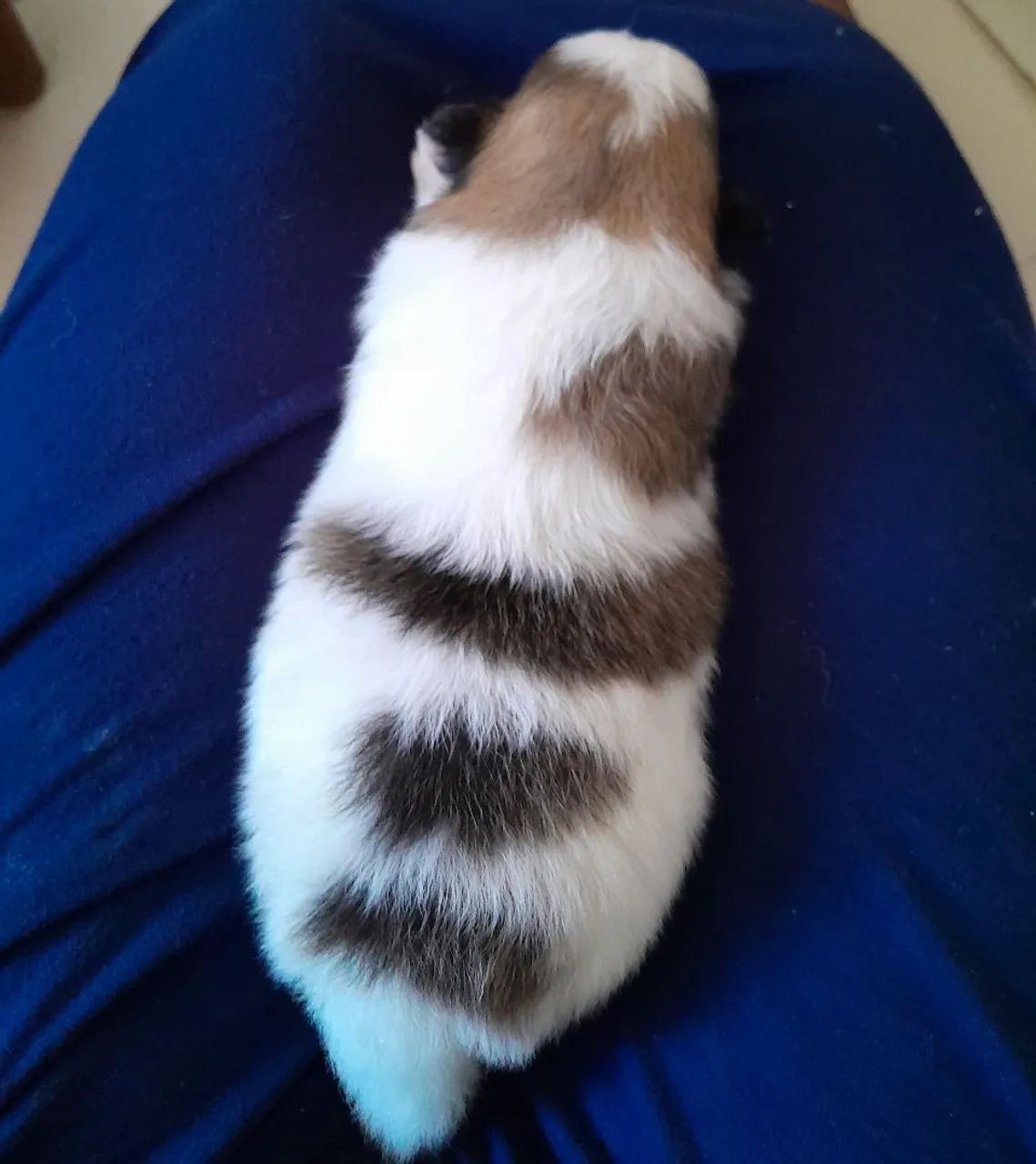 LULU DA POMERANIA ( SPTIZ ALEMAO ANÃO) - Foto 2