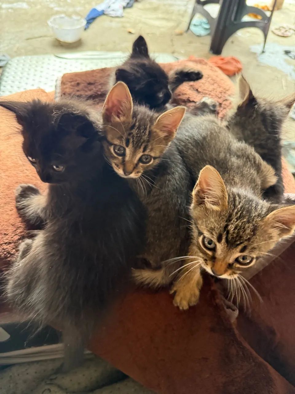 6 Gatinhos Lindos para Adoção - Foto 2