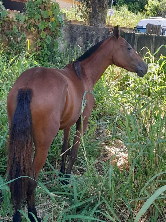 Egua piquira com sela e arreio - Foto 4