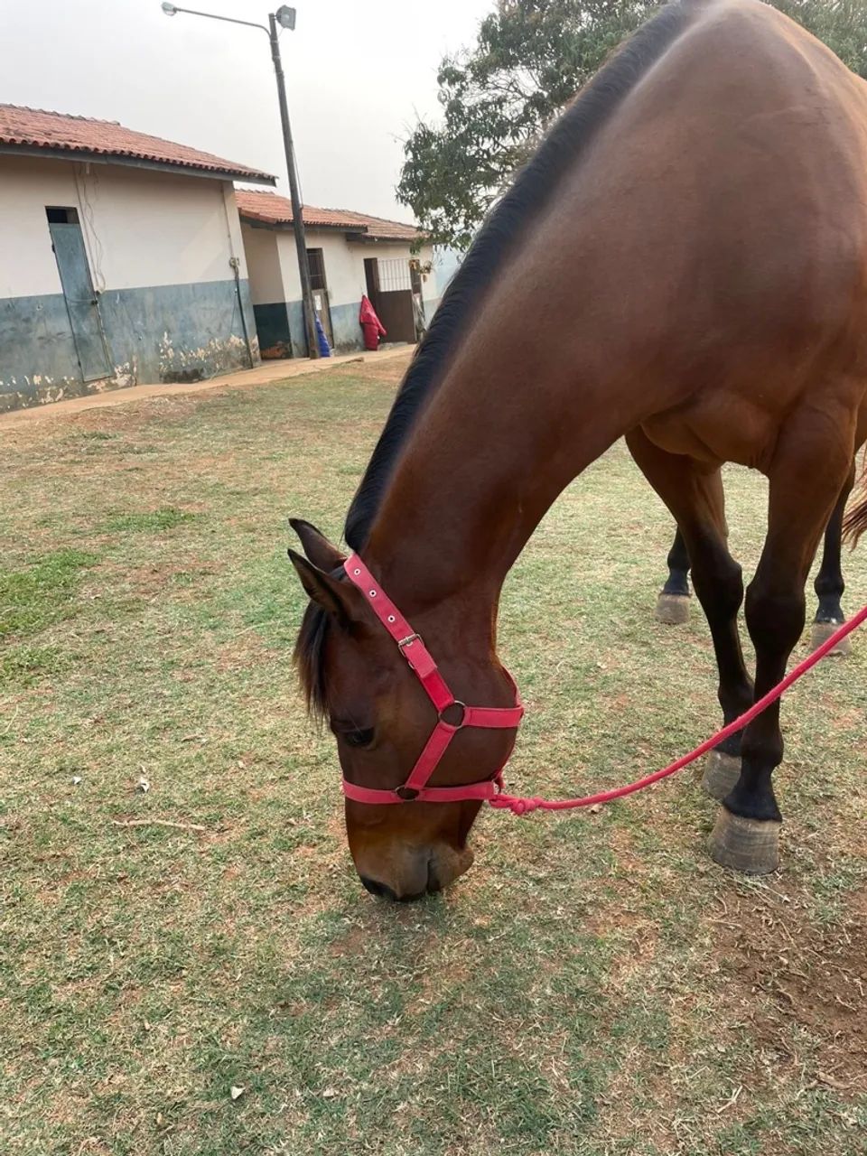 CAVALO TREINADO TRÊS TAMBORES - Harry Red - Foto 4