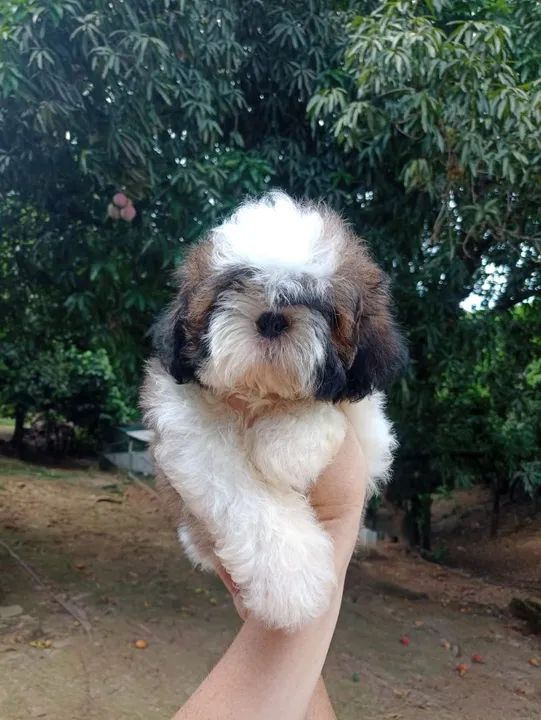 Filhote Shih Tzu - Lindíssimo! - Foto 5