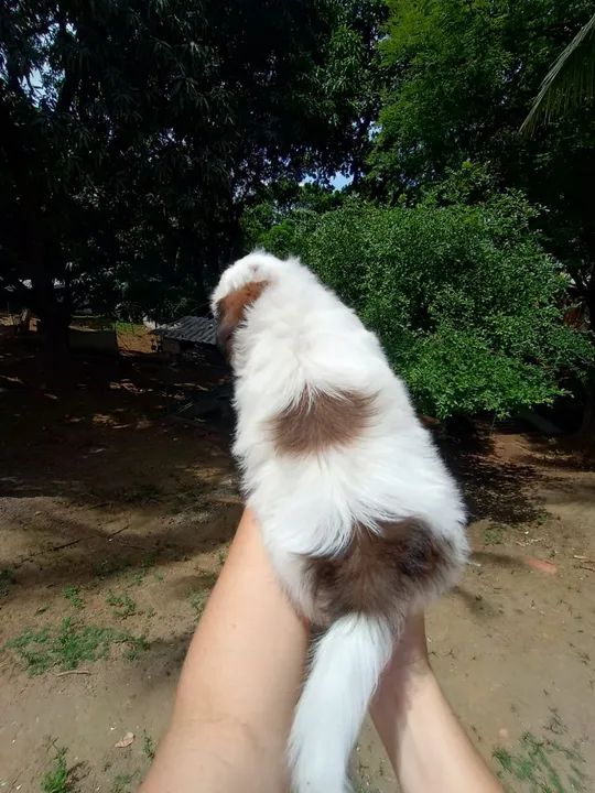 Filhote Shih Tzu - Lindíssimo! - Foto 2