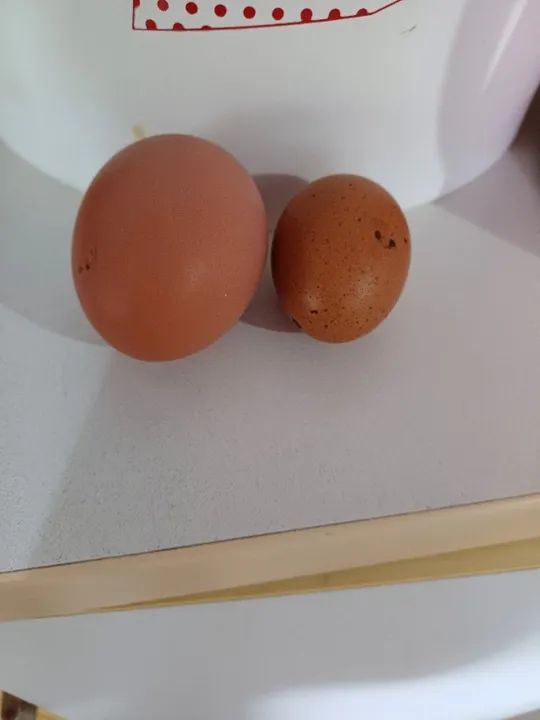 Franga ,e frango poedeiras - Foto 3