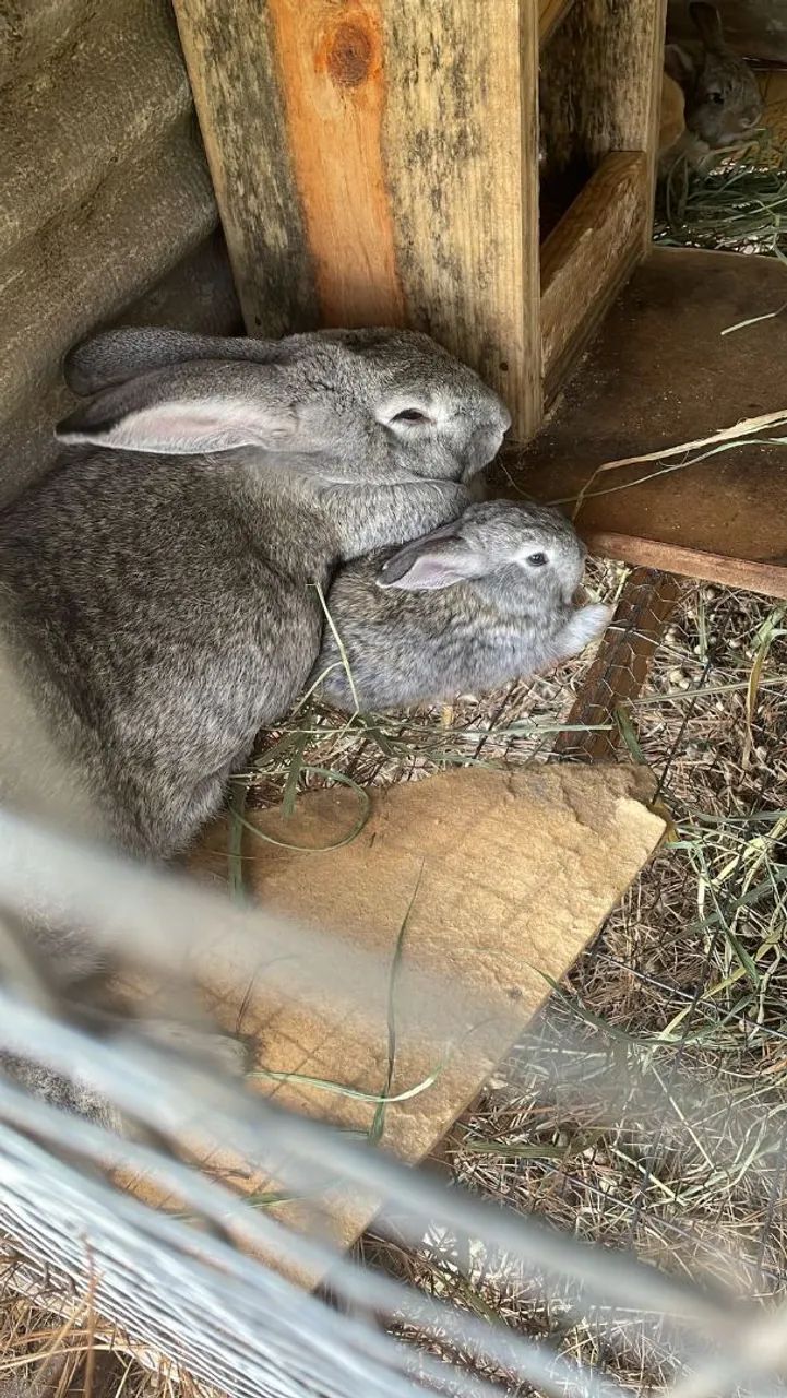 Filhotes Gigante de Flandres - Foto 3