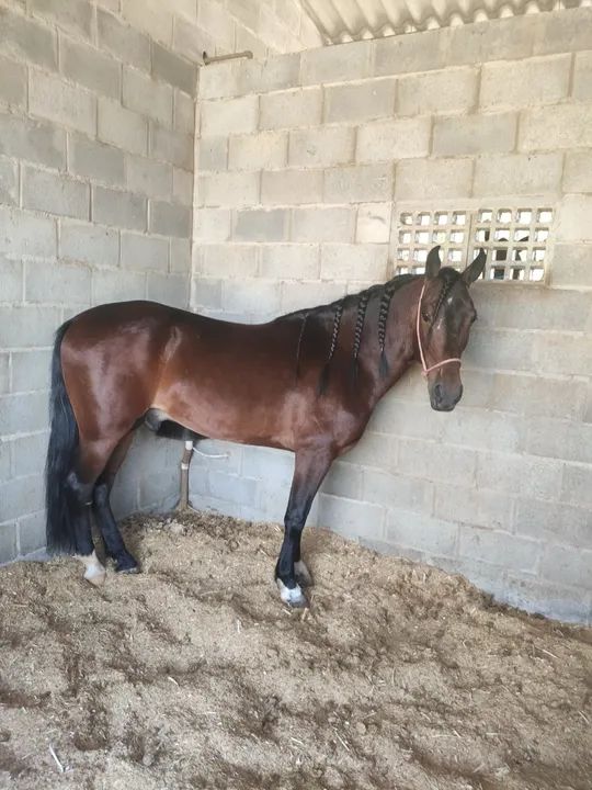 Venda de cobertura Mangalarga Marchador - Foto 2