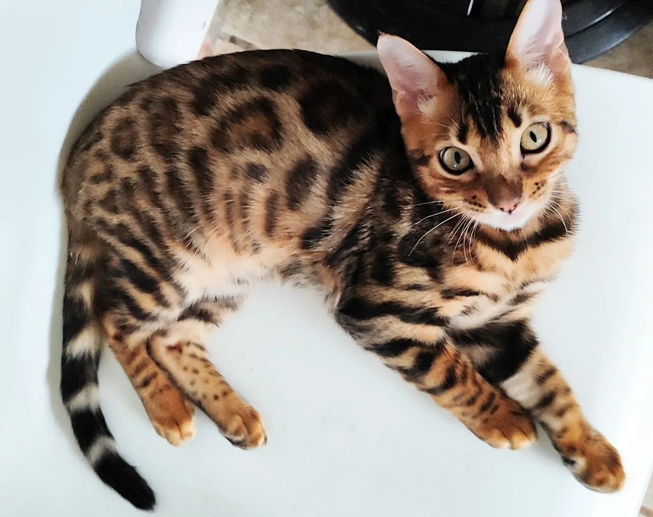 Gato Bengal  - Foto 2