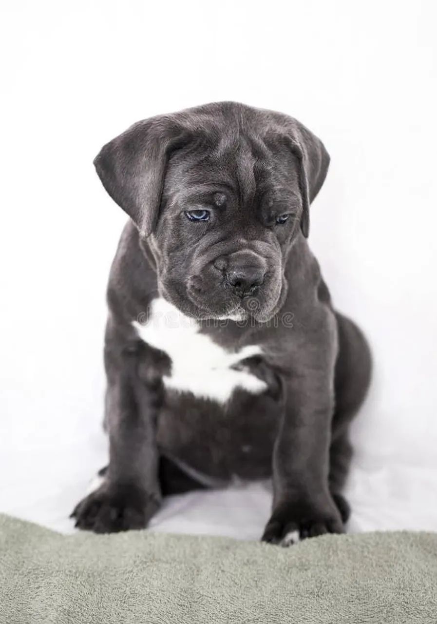 Imponente e leal é o  Cane Corso 