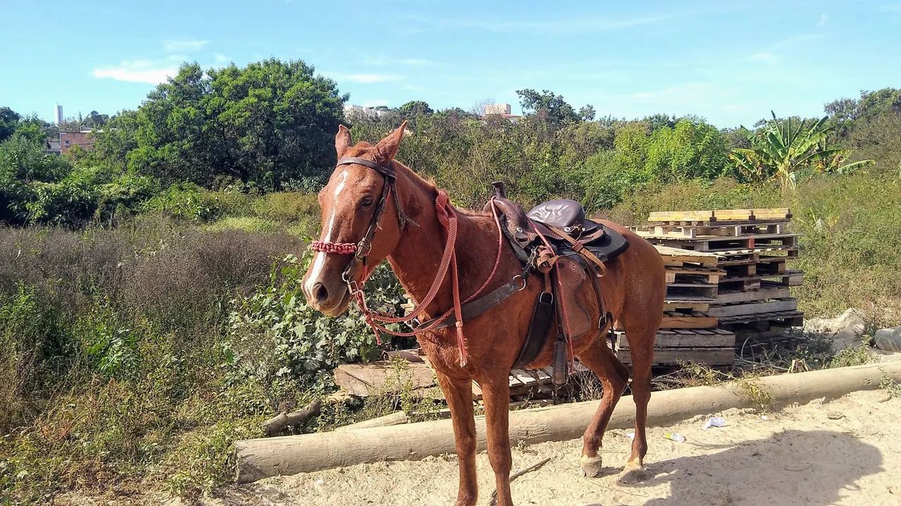 Vendo cavalo de charrete e montaria 