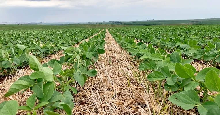 Procuro arrendamento 1000 hectares acima direto com proprietário.