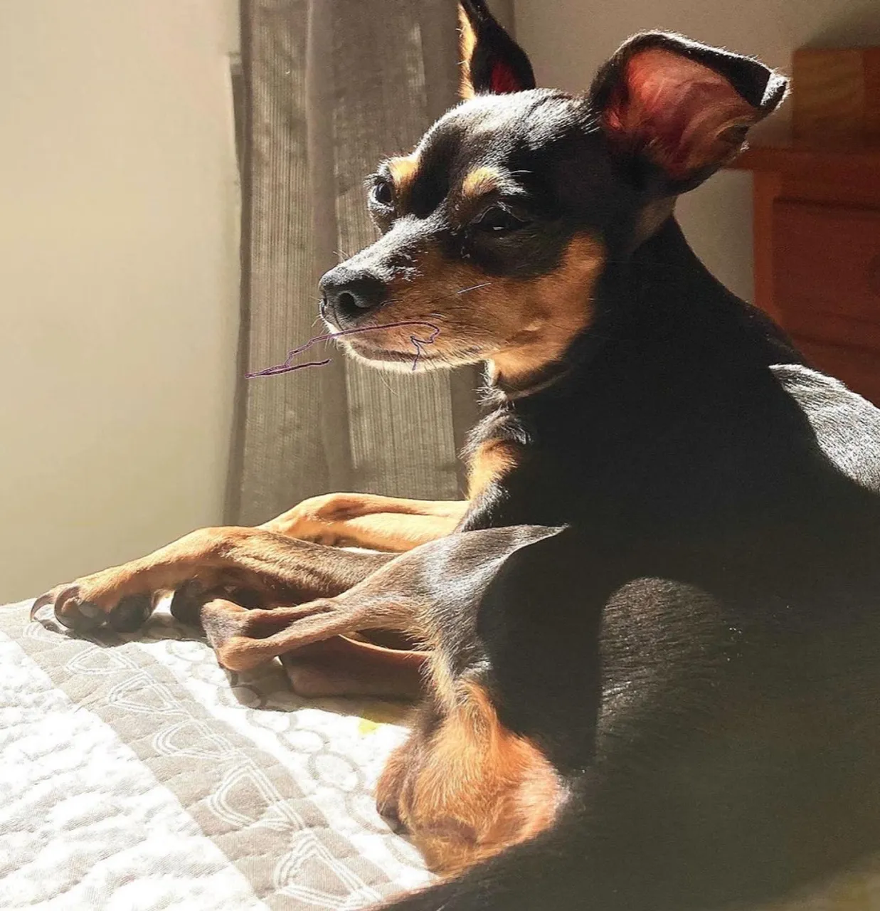 Filhote Pinscher