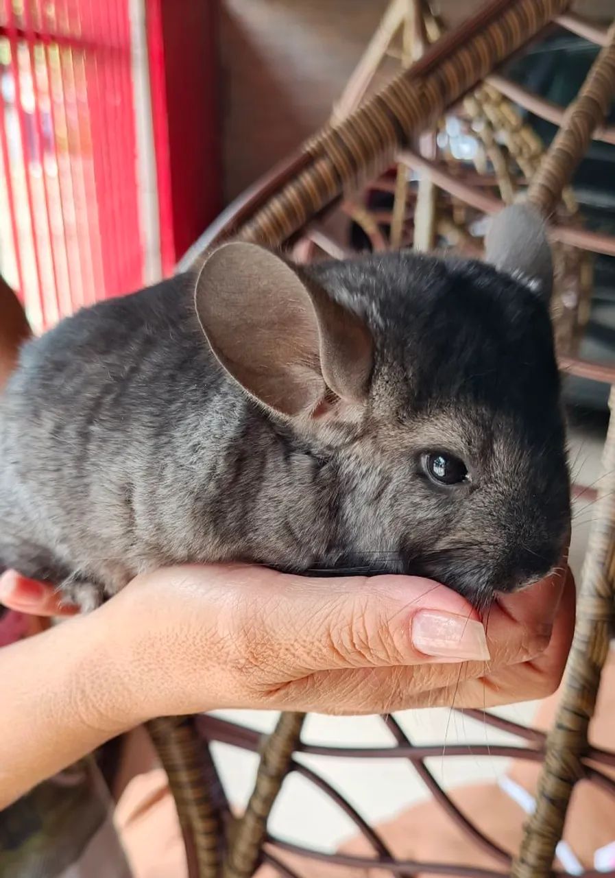 Chinchila Fêmea 