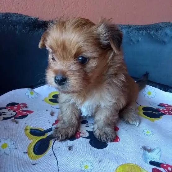 Yorkshire micro vacinados macho 