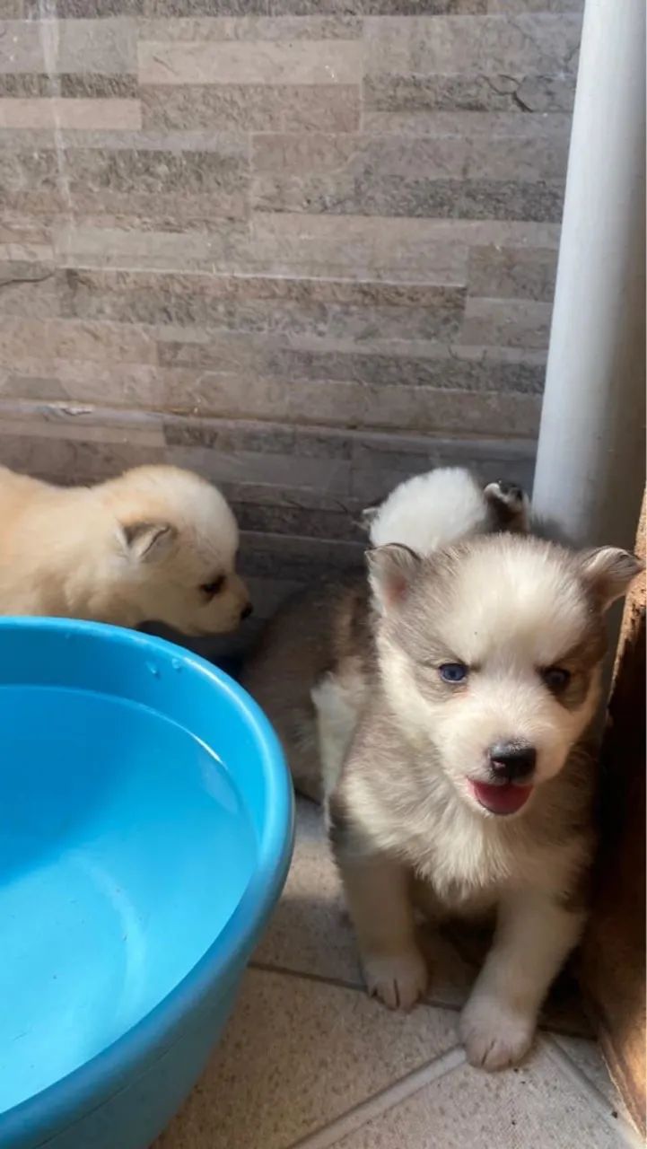 Filhotes de Husky Siberiano, O amor verdadeiro vem com patas fofinhas!