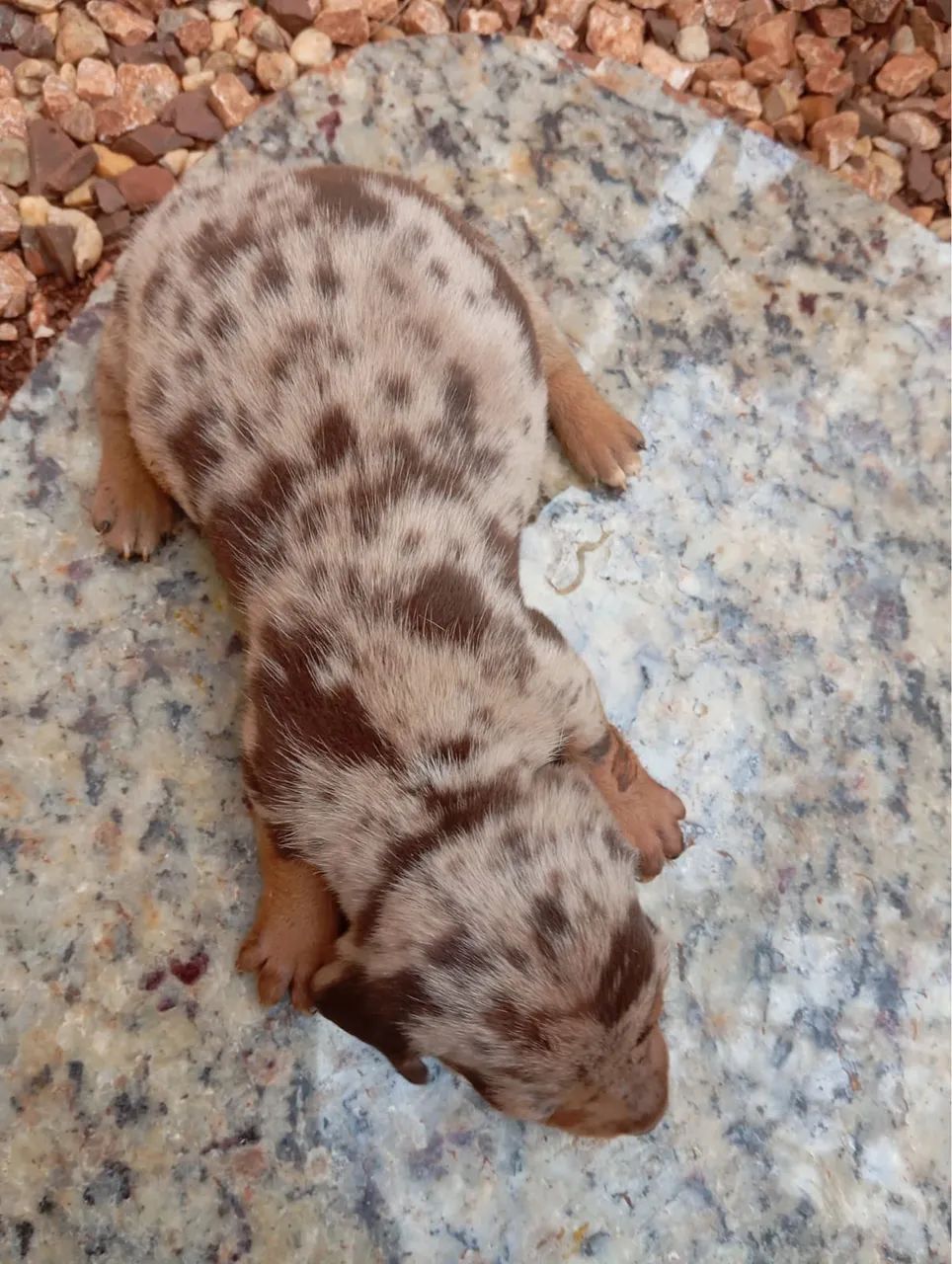 Cofap . Dachshund fêmea chocomerle olhos azul  - Foto 3