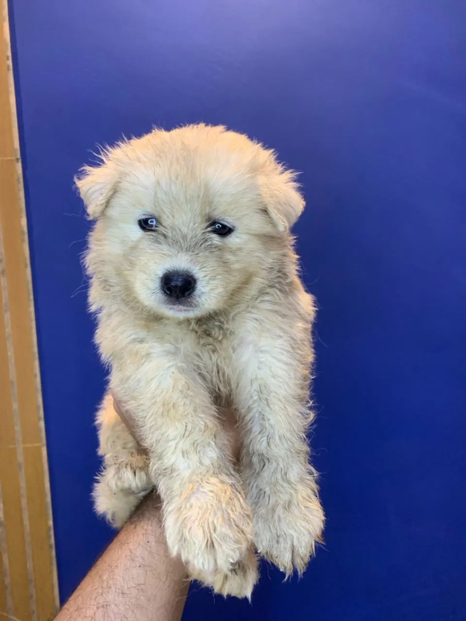 Filhote Husky Siberiano com Olhos Azuis - Foto 4