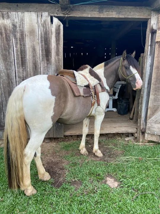 Cavalo crioulo  - Foto 5