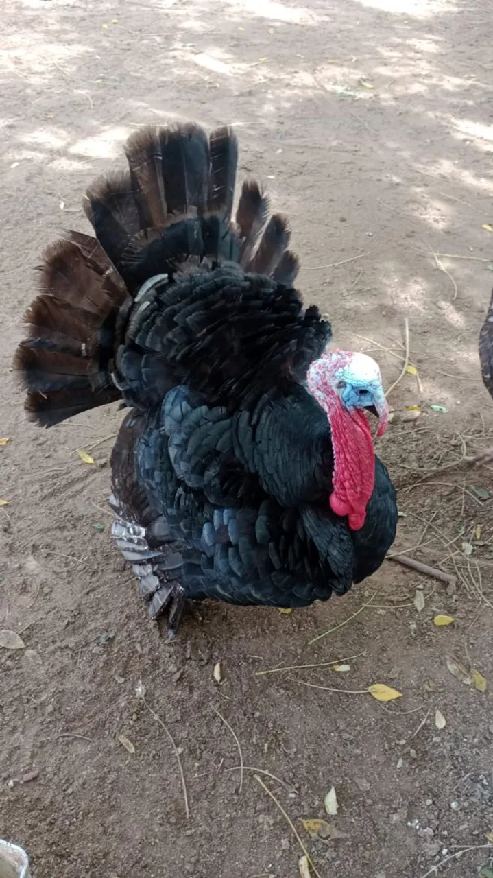 Perus e peruas