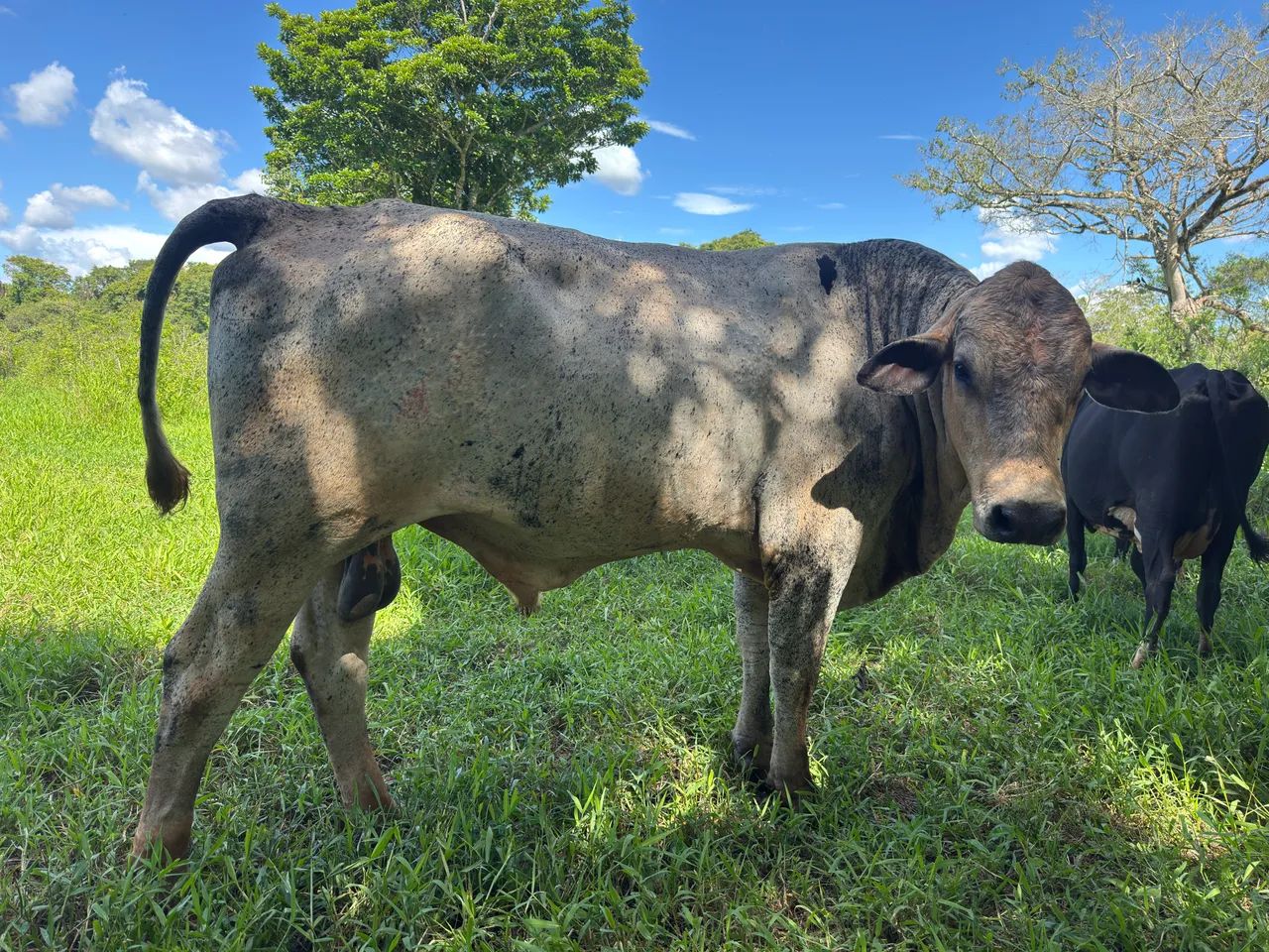 TOURO GIROLANDO - Foto 3