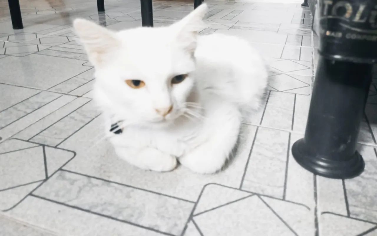 Três gatinhos fofinhos para adoção - Foto 3