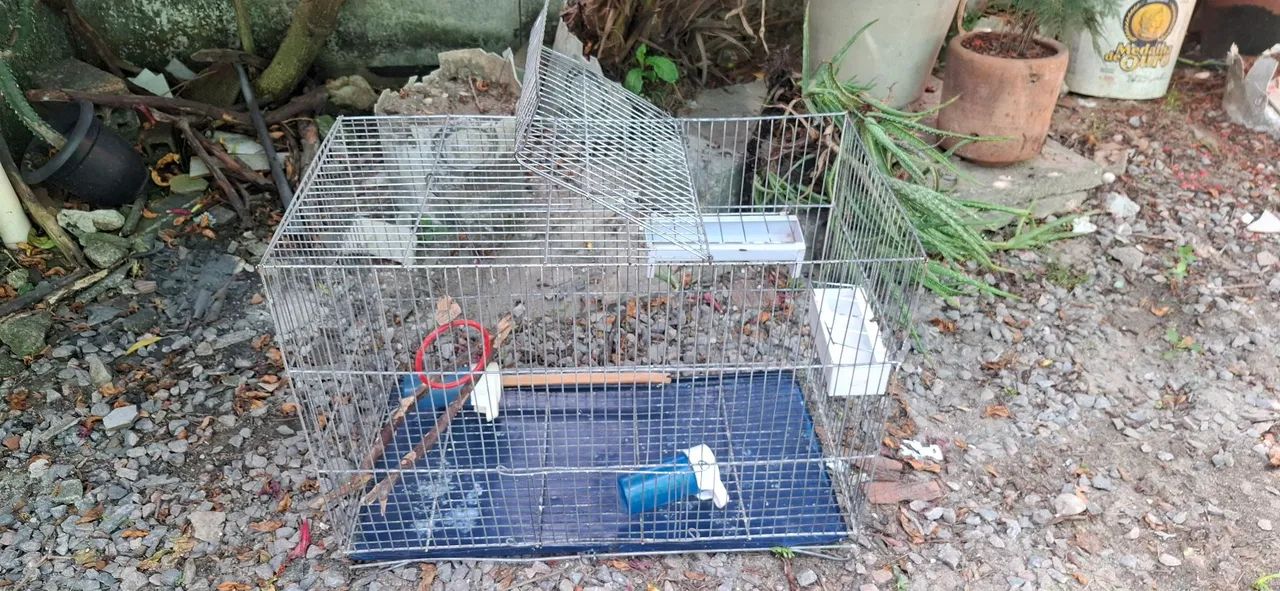 Vendo gaiola de ferro - Foto 2