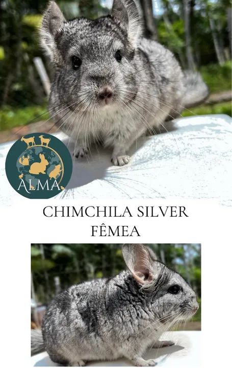 Chinchila Bege e standard disponível 