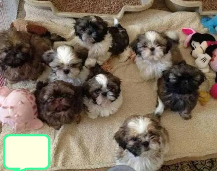 Filhotes de Shih Tzu disponíveis!