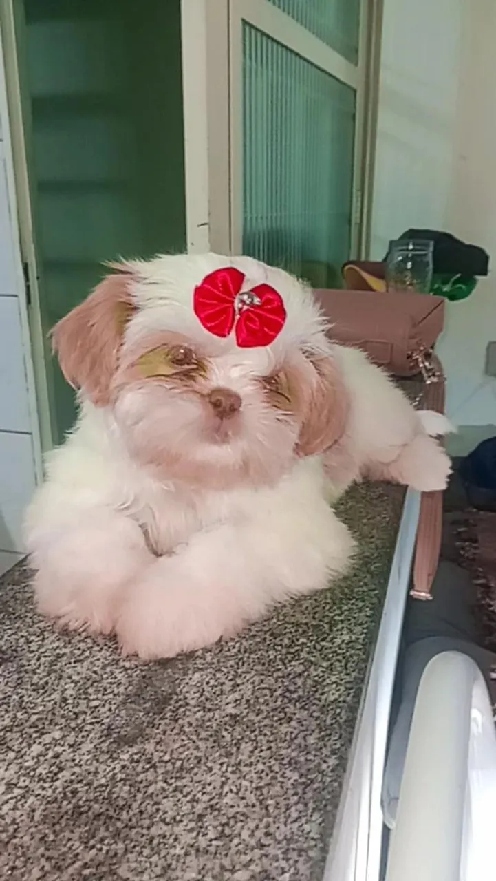 Shitzu fêmea , para venda 2 meses