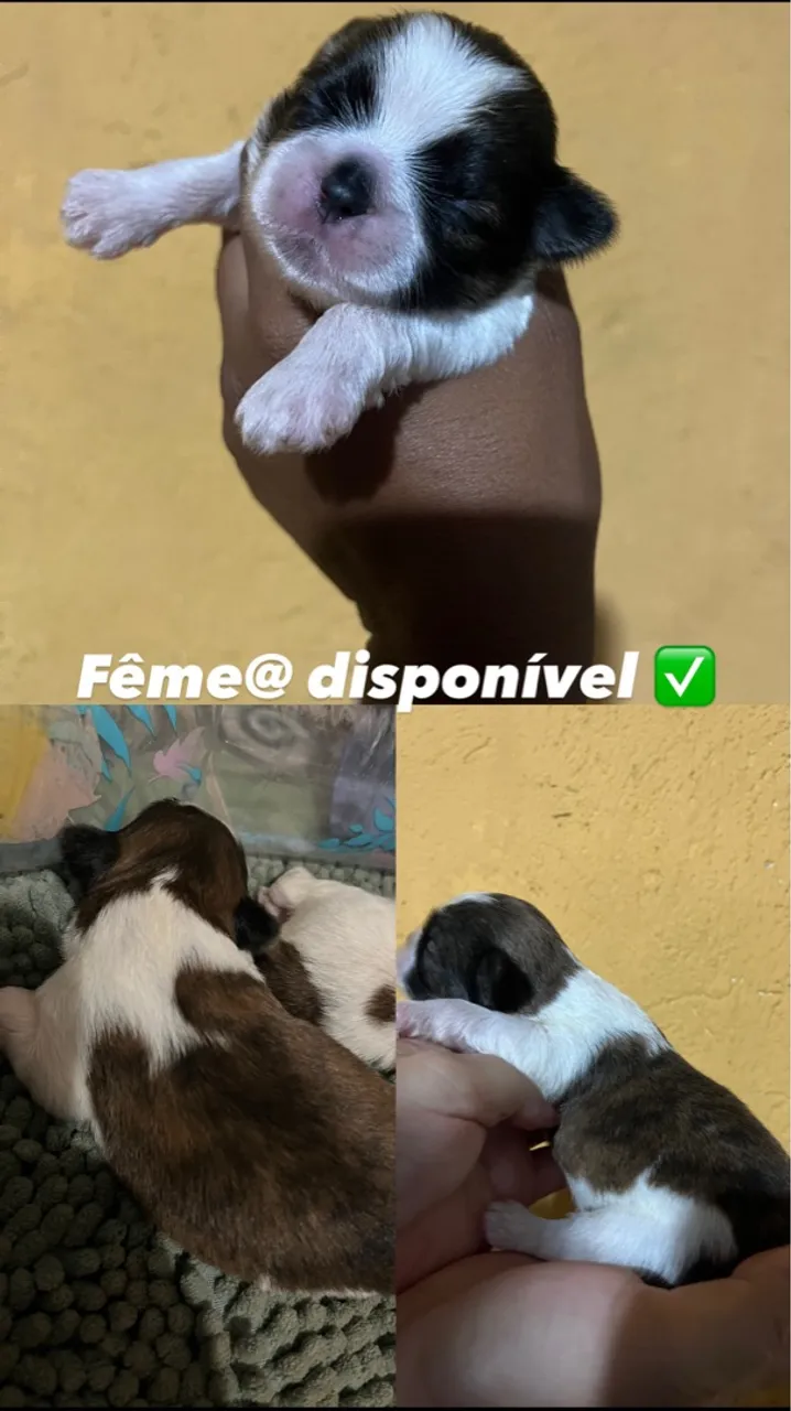 Filhotes Shih Tzus disponíveis para reserva?.!