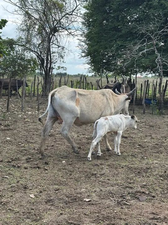 Vaca e bezerro para venda
