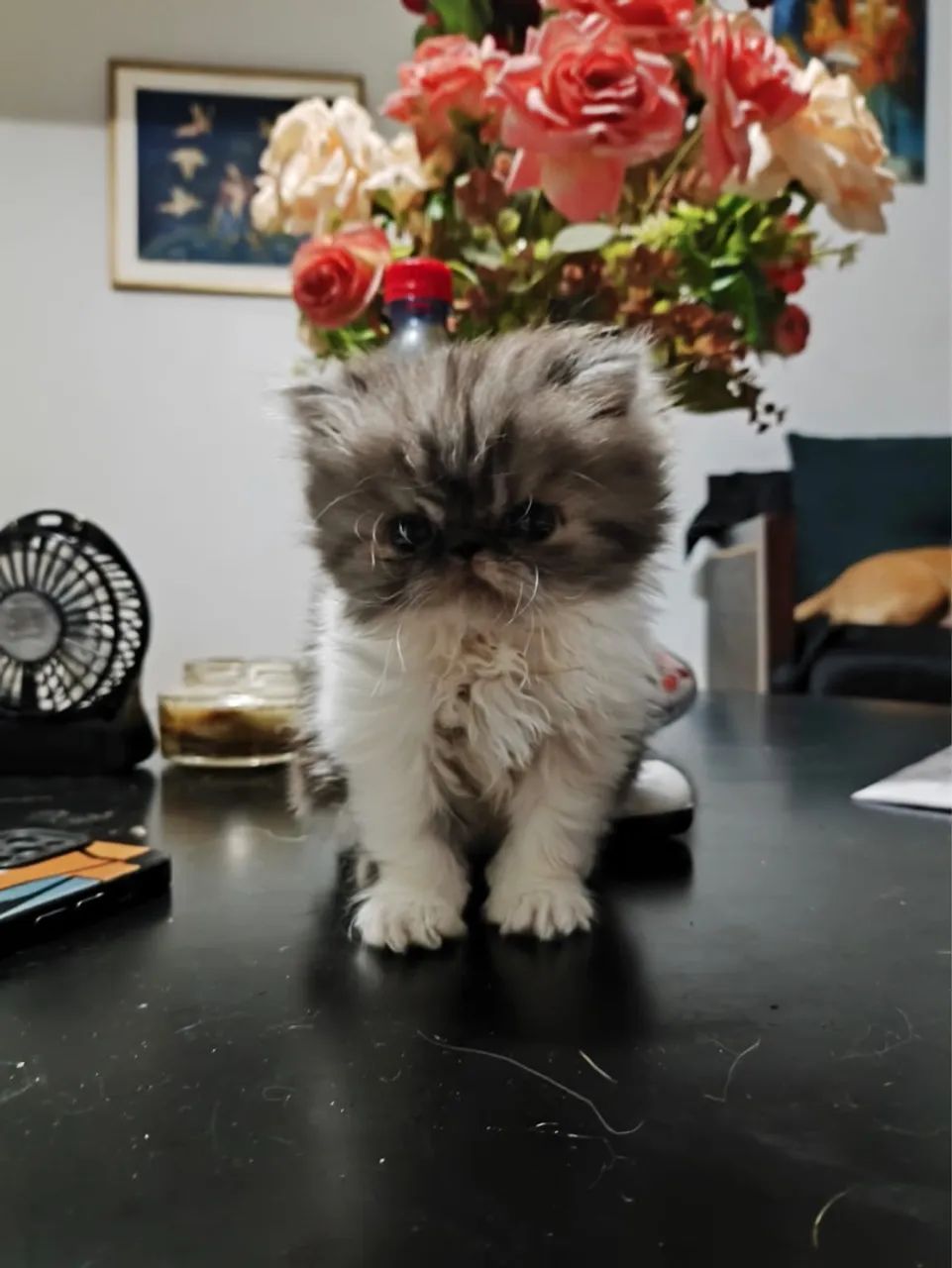 Gatinho Persa com Pelagem Linda