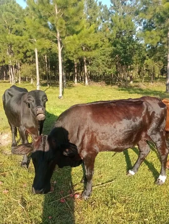 Vendo vaca e touro 