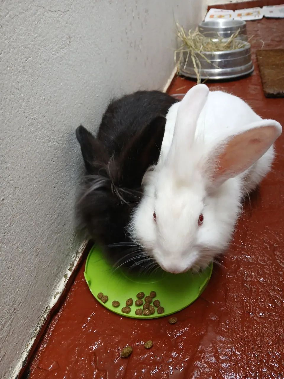 Casal de Coelhos Jovens Adultos (DOAÇÃO) - Foto 2