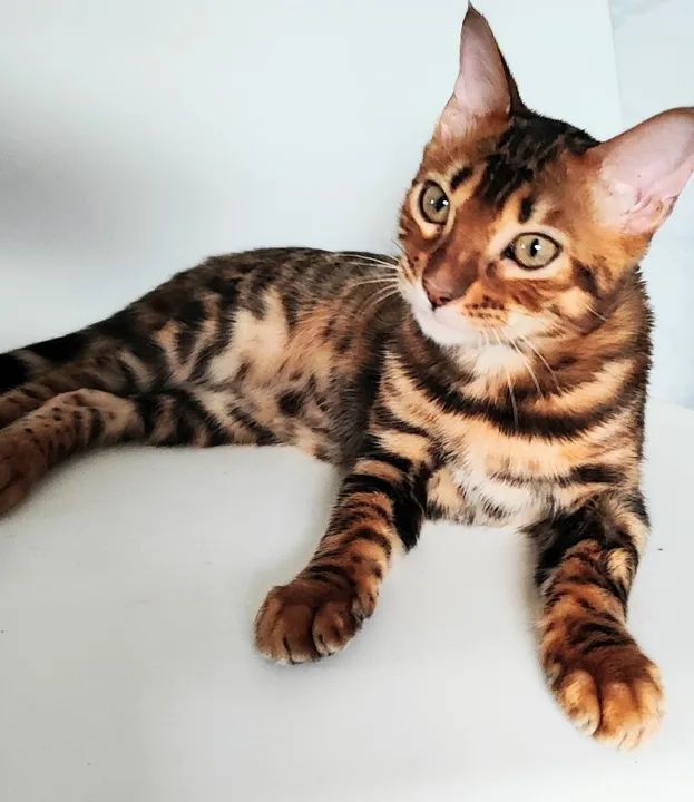 Gato Bengal  - Foto 6